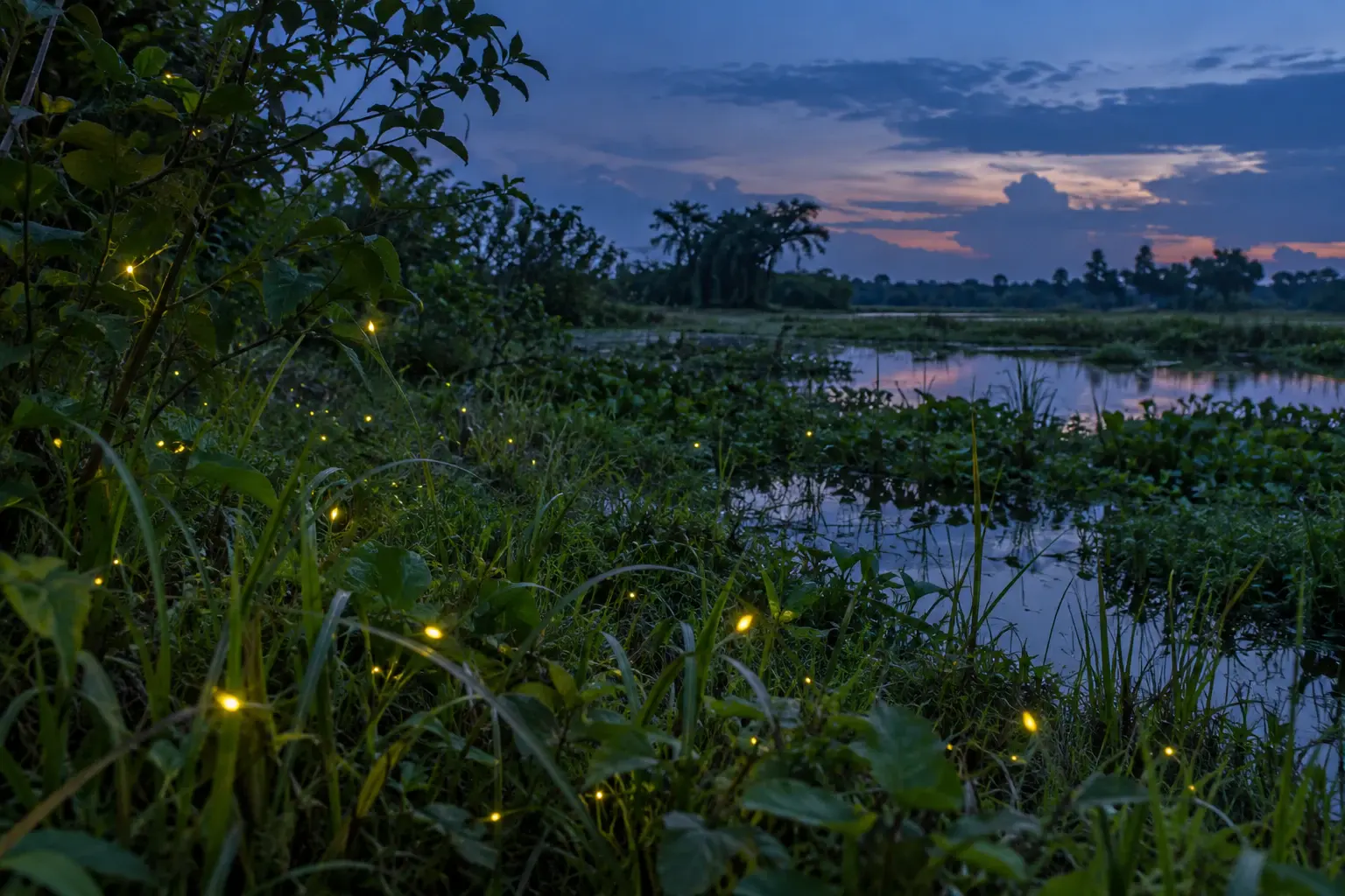 Firefly Bangladesh