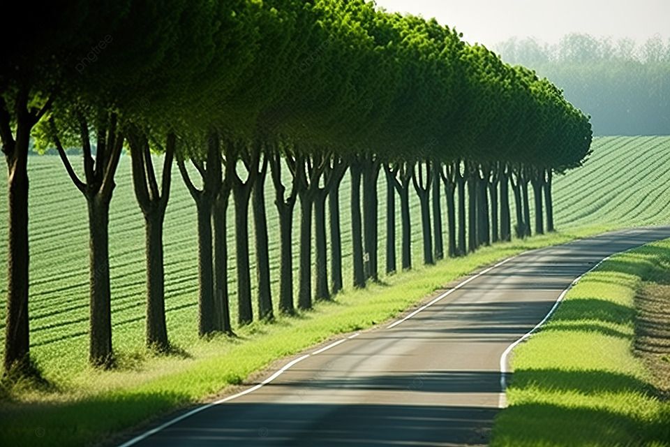 Rural Road-side Tree Plantation
